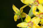 Earth loosestrife